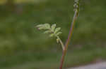 Fuzzy phacelia